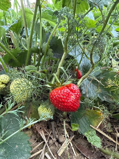A close-up, eye-level shot captures a strawberry plant growing in soil, with a bright red strawberry prominent in the foreground. Several unripe, pale green strawberries are also visible, some clustered together. The plant's stems are green and fuzzy, with delicate, feathery leaves surrounding the fruits. The ground beneath the plant consists of soil and dried straw. The scene appears to be outdoors, likely in a garden or allotment, in Great Yarmouth, United Kingdom, given the context provided. No people are present in the image.