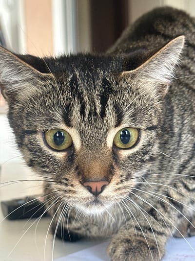 A close-up, eye-level shot captures the head of a tabby cat in Sofia, Bulgaria. The cat's green eyes are wide open and focused directly on the camera, with the pupils appearing dilated. Its ears are perked up, and its white whiskers fan out prominently from its snout. The background is softly blurred, with vertical lines suggesting blinds or curtains. A dark object, possibly a remote control, is visible in the lower left corner. The cat's fur is a mix of brown, black, and grey stripes, creating a classic tabby pattern. The lighting appears to be natural, casting soft shadows and highlighting the texture of the cat's fur. The overall impression is one of intense curiosity or alertness from the feline subject.