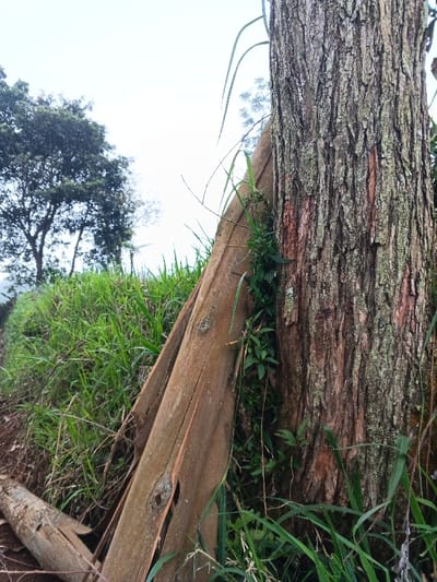 The image captures an outdoor natural environment in Pinnwe, Myanmar (Burma), under an overcast sky. A large tree trunk with deeply fissured, brown and grey bark dominates the right side of the frame. Leaning against the left side of this trunk is a decaying, reddish-brown wooden plank or log, roughly 1.5 meters in length, exhibiting exposed wood grain and a visible knot. Below this plank, a smaller, lighter-colored piece of wood rests on the ground. To the left of the leaning wood, an incline of dense green grass and various plants covers the terrain, extending towards the midground. In the far background on the left, several trees with dark green foliage are partially visible against a bright, uniformly white sky. No individuals, animals, or man-made structures are depicted in the scene.