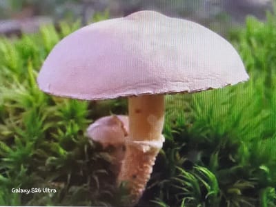 The image is a close-up, eye-level shot of a single mushroom growing amidst vibrant green moss. The mushroom has a pale pinkish-white cap with a slightly irregular, scalloped edge. The stem is light brown and appears textured, with some debris or remnants of a volva at its base. A smaller, undeveloped mushroom is visible just behind the stem of the larger one. The background is filled with soft, out-of-focus green moss, creating a natural forest floor setting. The lighting appears to be natural, suggesting daytime, with no strong shadows.

In the bottom left corner of the image, the text "Galaxy S26 Ultra" is visible in white lettering. There are no people or animals present in the frame. The overall mood is serene and natural, focusing on the delicate beauty of the fungi in its environment. The location context provided is Plovdiv, Bulgaria.