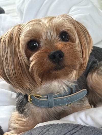 A close-up, rotated shot shows a Yorkshire Terrier resting on a white surface. The dog's fur is a blend of light brown and tan, with some darker grey hairs around its neck. Its large, dark eyes are looking directly at the camera, and its black nose is visible. The dog is wearing a light blue collar with a gold buckle. The background is a white, wrinkled surface, possibly a bed or blanket. A dark grey, textured material, also likely bedding or a blanket, is partially visible on the right side of the frame. The lighting suggests it is daytime, with soft natural light. The dog appears calm and relaxed.
