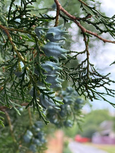 The image shows a close-up view of a juniper tree branch with its characteristic scale-like leaves and small, blueish-green berry-like cones. The focus is on a cluster of these cones, some of which are larger and more mature than others. The leaves are a deep green, and the branches are a mix of green and brown.
The background is softly blurred, indicating a shallow depth of field. Through the foliage, hints of other greenery and what appear to be out-of-focus circular lights suggest an outdoor setting, possibly in a garden or park. The overall lighting is soft, implying it could be overcast or late afternoon. There is no visible text in the image. The scene is peaceful and natural, focusing on the intricate details of the juniper plant. Given the location context of Odesa, Ukraine, this is likely a common sight in the region's flora.