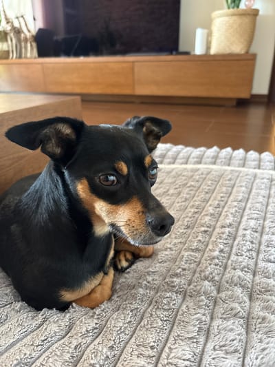 A small, black and tan dog is lying down on a textured, light gray blanket. The dog is positioned on the left side of the frame, with its head turned to the right, looking off into the distance. Its ears are perked up, and its eyes are brown. The dog's body is curled up, with its paws tucked underneath it. The blanket has a ribbed texture. In the background, a wooden cabinet is visible, with a dark television screen on top. To the right of the cabinet, there is a woven basket with a plant in it, and a white cylindrical object. The floor appears to be made of wood. The scene suggests an indoor domestic environment, likely a living room. No specific location in Varna, Bulgaria, can be determined from the image.