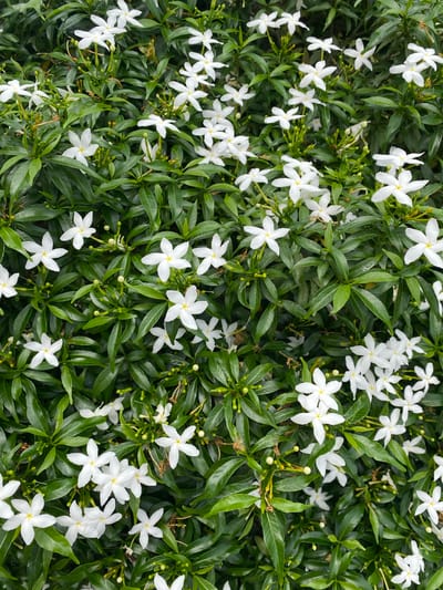 A close-up, top-down view captures a dense cluster of white, star-shaped flowers with yellow centers, interspersed with glossy, dark green leaves. The flowers are in various stages of bloom, with some fully open and others appearing as buds. The foliage is lush and appears healthy, creating a thick canopy that obscures the ground. This image is likely from a garden or park in Pattaya City, Thailand, where such tropical flora is common. No people or specific urban features are visible. The lighting is natural and diffused, suggesting it might be daytime. The overall impression is one of natural abundance and vibrant greenery.