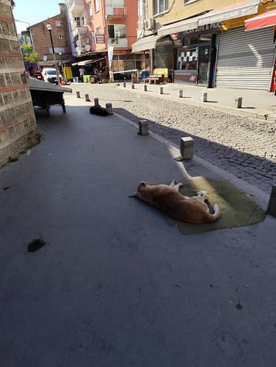 In Sarıyer, Turkey, on a cobblestone street, a tan dog rests on a green mat in the shade of buildings. The dog is lying on its back with its legs extended. In the background, there are several shops and businesses. One shop, "ERCAN BUFE & PILİÇ," has a red awning and an open door. Another business, "İSTİNYE ANAHTAR ÇİLİNGİR," is also visible. A person can be seen standing outside one of the shops. The street is lined with stone bollards. The sun casts long shadows across the scene.