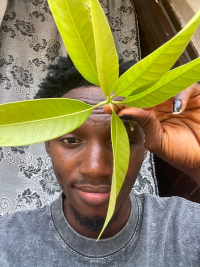 The image, oriented on its side, features a dark-skinned man from Lokoja, Nigeria, looking directly at the camera with a calm expression. He is positioned in the foreground, with his face and upper body visible. His left hand, with chipped black nail polish on the index finger, holds a small plant with several vibrant, light green leaves, appearing to be a young sapling, possibly a mango tree.
The man wears a grey, textured t-shirt or sweatshirt. His hair is dark and curly. His lips are slightly parted, hinting at a subtle smile. The background consists of a grey fabric patterned with dark grey and black floral and scrollwork designs, suggesting upholstery or bedding. A dark brown object, possibly furniture, is partially visible in the upper left. The lighting is bright and natural, indicating daytime, likely indoors or in a shaded outdoor area. No text is visible in the image.