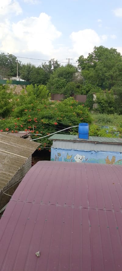 This media file captures a view from a rooftop overlooking a residential area in Kherson, Ukraine. The foreground is dominated by a dark red, corrugated metal roof, with visible screws and a piece of debris.
Beyond the immediate roof, a section of a weathered, gray corrugated metal roof is visible, bordering a brick wall. Behind this, a low-lying structure with a green metal roof is present. This structure features a mural on its blue-painted wall, depicting a cartoonish dog face, butterflies, and what appear to be chickens. A large blue plastic barrel sits on top of this structure.
Further back, a lush green canopy of trees and flowering bushes with bright orange blossoms fills the mid-ground. A stone wall and some fencing are intermittently visible amongst the foliage. The background consists of more dense greenery and a glimpse of a telephone pole and power lines, suggesting a somewhat rural or suburban environment. The sky above is a bright blue with scattered white clouds, indicating it's likely daytime. There is no visible text in the image. The overall impression is a sunny day in a somewhat overgrown, lived-in outdoor space.