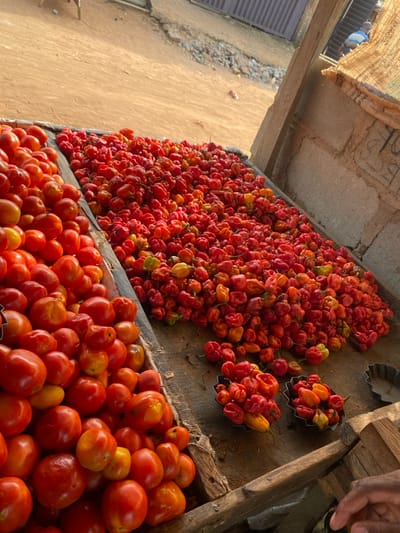 The image depicts a vibrant market stall, likely in Lagos, Nigeria, showcasing an abundant display of fresh produce under bright daylight. The scene focuses on two large, distinct piles of vegetables presented on rustic wooden surfaces.

Dominating the upper section of the frame is a vast quantity of red and some yellowish-orange peppers, consistent with habanero or scotch bonnet varieties. These peppers, characterized by their irregular, slightly crinkled shapes, are densely spread across a wooden tray or display area. Interspersed within this large collection are a few smaller, fluted metal containers, each holding a compact cluster of similar peppers.

Below the peppers, filling the lower part of the image, is a substantial mound of ripe red tomatoes. Many of these tomatoes exhibit natural variations in ripeness, with some displaying patches of yellow or orange. They are also arranged on a wooden surface, indicative of a traditional market setup.

A person's dark-skinned hand is visible on the far right, positioned near the tomatoes, suggesting interaction with the produce, possibly for arrangement or selection. In the background, a dusty, light-brown ground stretches out, bordered by textured concrete block walls and what appears to be a slatted window or vent. Overhead, a piece of loosely woven, light-brown fabric provides shade for the stall. A faint figure, wearing a light blue top, is partially visible in the distant background, obscured by the market structure.

The scene captures the essence of an outdoor market, emphasizing the freshness and quantity of the produce. The bright, natural lighting suggests it is daytime. No visible text is present in the image.