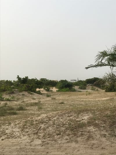 A sideways view presents a sandy landscape dominated by a light, overcast sky. Green foliage lines the horizon, indicating vegetation or trees. A palm frond hangs in the upper left. A distant structure, possibly a building or tower, is faintly visible amidst the greenery. The foreground exhibits sandy terrain mixed with sparse vegetation, suggesting a coastal or arid environment.