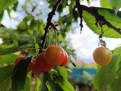 This image presents a detailed close-up of ripening cherries on a tree branch in the city of Nikolichevtsi, Bulgaria. In the foreground, a cluster of cherries hangs from a gnarled, dark brown branch. Several cherries on the left and center exhibit a red-orange coloration, while a distinct single cherry on the far right is a lighter yellow-orange. Each cherry is attached by a slender green stem (pedicel) to the main branch. Multiple vibrant green leaves are visible, some partially obscuring the fruit, and others prominently displaying their detailed venation, particularly where backlit by natural light. The background is rendered in a soft, heavily blurred bokeh, featuring diffuse patterns of light blue sky, bright white light reflections, and out-of-focus green foliage, indicating an outdoor, sunlit environment. No individuals, human actions, or man-made structures are discernible in the immediate vicinity or background beyond the blurred suggestion of distant landscape elements.