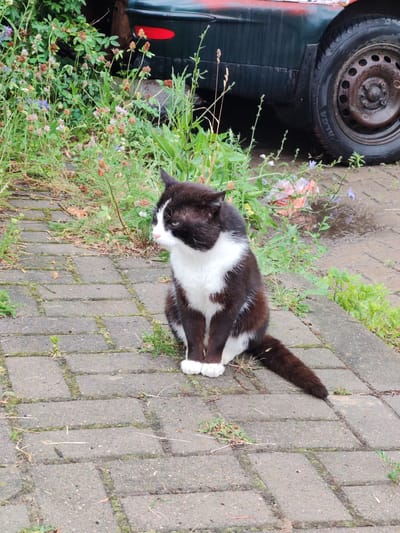 A black and white cat sits on a paved walkway in Mahilyow, Belarus. The cat is facing left, with its tail extended to the right. The walkway is made of gray interlocking pavers, with patches of moss and small plants growing in the cracks. Behind the cat, there is an overgrown area of green plants and weeds, with some small purple and pink flowers. To the right of the plants, a portion of a dark green car is visible, including its rear tire. The tire is dark and has a silver rim with circular cutouts. The car appears to be parked outdoors, possibly in a yard or on a street. The ground around the car is wet in places, suggesting recent rain. The overall scene is one of a slightly unkempt outdoor environment. The time of day appears to be daytime, possibly overcast given the lighting. No visible text is present in the image. The cat looks alert but relaxed.