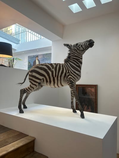 A taxidermied zebra is mounted on a white ledge in a modern interior. The zebra's head and front body face left, while its rear legs extend right and appear to be "climbing" the ledge. A framed artwork hangs on the wall behind the zebra. A window lets in natural light, and a lamp is visible below the zebra. The location is unknown.