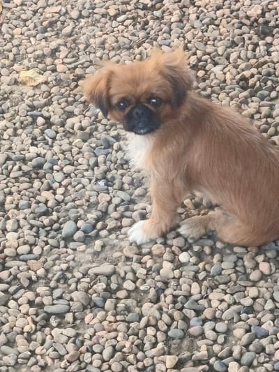 A small, fluffy, tan-colored dog with dark fur around its eyes and snout is sitting on a ground covered in small, smooth pebbles. The dog is facing the camera and looking slightly to its left, with its body angled towards the right side of the frame. Its fur is light brown with some white fur on its chest and paws. The dog's expression appears alert and curious. The ground is a mix of light brown, gray, and some blue-toned pebbles, creating a textured surface. A few dried leaves are scattered among the pebbles. The lighting suggests it could be daytime, with diffused light, possibly indicating an overcast sky or a shaded area. The overall scene is simple and focuses on the dog and its immediate surroundings. No text is visible in the image. The setting appears to be an outdoor area with a gravel or pebble-covered surface.