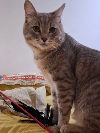 A grey tabby cat is sitting on a bed with yellow sheets. The cat is looking towards the camera with green eyes. There are some pillows and a feather toy on the bed. The background is a plain white wall. The image appears to have been taken indoors in an urban setting. The location is Zemun Urban Municipality, Serbia.