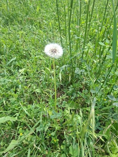A single dandelion seed head stands in a field of green grass and clover. The dandelion's fluffy white seed head is in the center of the frame, slightly out of focus. The surrounding vegetation is a dense mix of various green plants, some with small yellow flowers. The image appears to be taken outdoors in a natural setting. The location is identified as Barskoon, Kyrgyzstan.