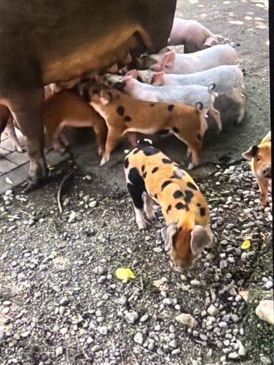 A group of pigs are gathered on gravel. In the foreground, a spotted pig with black and tan patches is seen from the side and slightly behind, with its head down. To the right, a tan pig with large ears is visible from the front, looking towards the camera. Behind these pigs, a sow, the mother pig, stands with her belly extended, and several piglets are clustered around her, some of them nursing. Several other piglets, mostly white or light gray, are also present in the background. The ground is covered with small, gray pebbles and some sparse vegetation. The scene appears to be an outdoor enclosure on a farm. The location is specified as Bukuru, Nigeria.