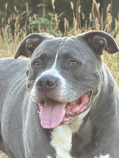 A medium shot captured from eye level shows a grey pit bull with its mouth open and tongue extended. The dog's fur is short and appears to be a solid grey color, with a white stripe running down its muzzle. Its eyes are partially closed, and its ears are drooped. The background is softly blurred, with tall, dried grasses and some greenery suggesting an outdoor environment, possibly a field or park. There is no indication of the city of Olingen, Luxembourg.