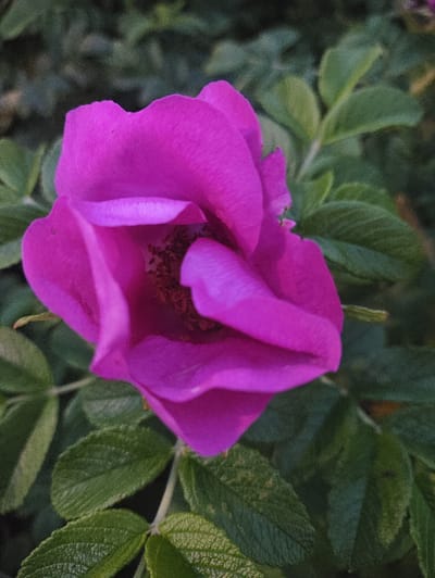 This is a close-up, vertical shot of a vibrant pink flower, possibly a wild rose, with layered petals. The flower is in focus, with its stamens visible in the center. The background consists of dark green foliage, which is out of focus. The image appears to have been taken outdoors, likely in a garden or park setting, given the natural light and the presence of plants. Without additional context or metadata, it is impossible to determine if this image is located in the city of Tallinn, Estonia.