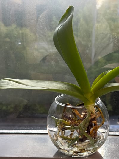A phalaenopsis orchid plant sits in a clear glass bowl filled with water. The orchid has several broad, green leaves and a dense network of thick, aerial roots visible within the bowl. The plant is positioned on a reflective, metallic surface, likely a windowsill, with a blurred background of greenery seen through a window. The image captures the plant from a slightly elevated perspective, focusing on the intricate root system and the glossy texture of the leaves. There are no people or animals present in the scene. The lighting suggests it is daytime, with natural light illuminating the plant and creating reflections on the metallic surface. The environment is indoors, near a window, which allows for the observation of the outside environment.