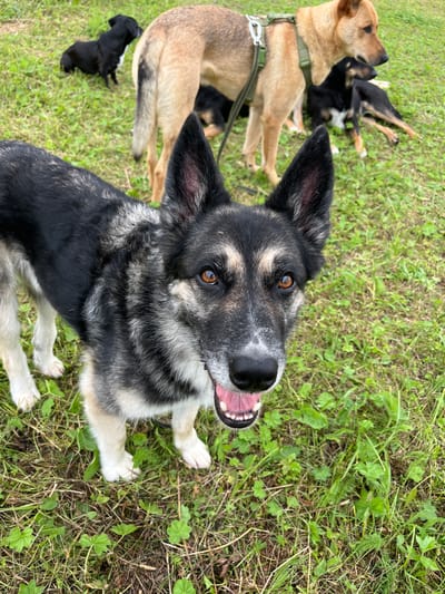 The image depicts a group of dogs on a grassy field. The central subject is a large German Shepherd mix with black, grey, and tan fur, looking directly at the camera with its mouth open, revealing its teeth. Behind it, a lighter-colored dog, possibly a shepherd or husky mix, stands with a green harness. Several other dogs, including smaller black dogs and one with black and tan markings, are visible in the background, some lying down and others standing. The environment is a natural outdoor setting with green grass and some scattered foliage. The image appears to be taken in daylight, with natural lighting conditions. There is no information in the image to suggest a specific location in the city of Nizhny Tagil, Russia.