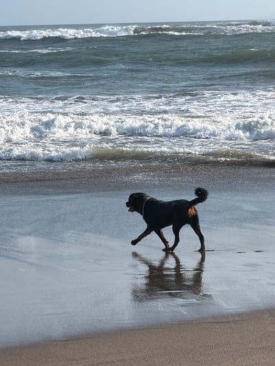 A dark-colored dog with a curled tail walks along the wet sand of a beach. The dog is wet, with water droplets visible on its fur, and appears to be moving towards the right of the frame. The dog's reflection is clearly visible in the shallow water covering the sand. In the background, the ocean features large waves crashing onto the shore, creating white foam and turbulent water. The sky above is a pale blue with some wispy clouds. The scene depicts a typical day at the beach with a dog enjoying the water and the ocean. This location is not in North Kuta, Indonesia.