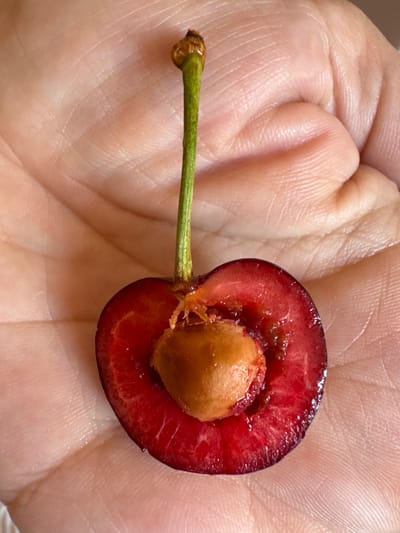 A close-up, overhead view shows a single, halved cherry resting on a person's palm. The cherry, a deep red with a glossy sheen, has been cut horizontally, revealing its seed. The seed is a light brown, oval shape, nestled in the center of the fruit. The flesh of the cherry is a vibrant red, with visible textures and small juice droplets. The stem, a pale green, extends upwards from the top of the cherry. The person's palm, visible beneath the cherry, displays the fine lines and textures of skin. The background is the soft, pale skin of the hand. The image was taken in Odesa, Ukraine.