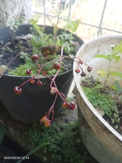 The image presents a close-up, slightly elevated perspective of a plant branch bearing numerous small, round, berry-like structures. These structures display a color spectrum from dark maroon to orange and yellowish-red, with some appearing desiccated. A faint strand of spider silk is discernible near the upper portion of the branch.
The branch is positioned centrally, adjacent to two distinct plant pots. The pot on the left is dark-colored, containing dark soil densely covered by small-leafed green ground cover, interspersed with other small green plant sprouts. The pot on the right is light-colored, also holding dark soil with similar green ground cover and a young green plant exhibiting a small white flower.
The background is out of focus, revealing blurred green foliage and a metallic grid or railing structure, consistent with an outdoor or semi-outdoor setting. The foreground below the pots shows additional green ground cover and a single, elongated green leaf extending from the lower left. A digital timestamp "2025/09/24 12:14" is present in the lower-left corner. The scene is located in Ciputri, Indonesia.