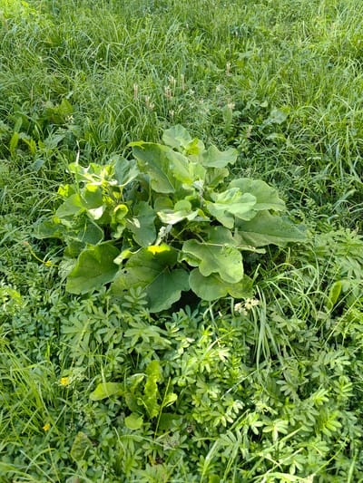An outdoor, eye-level, full shot captures a patch of lush green vegetation. The most prominent feature is a cluster of large, broad, green leaves in the center of the frame, basking in sunlight. Surrounding this central plant is a dense growth of various grasses and smaller plants, creating a rich, varied texture. Tiny yellow flowers are visible scattered amongst the greenery, adding small touches of color. The overall impression is one of a natural, overgrown area, likely a field or meadow. The image does not depict any people, structures, or specific landmarks that would allow for precise localization within Fanipal, Belarus, beyond it being an outdoor scene.
