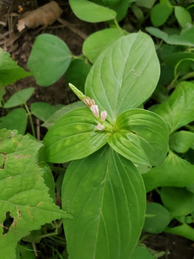The image presents a close-up view of a plant with three prominent, broad green leaves arranged in a whorl. Emerging from the center of the leaf arrangement are what appear to be small, pinkish-white flower buds. The plant is surrounded by other greenery, including clover-like leaves and another leaf with jagged edges, possibly a nettle. The ground is dark and appears to be soil mixed with decaying organic material.

Without any other information, the location in Mararaba, Nigeria, cannot be determined from the image alone. The image provides no information about structures, people, or other details that would indicate its location.