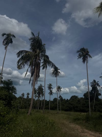 The image depicts a tropical landscape in Baan Nok Sai, Thailand. A cluster of mature coconut palm trees dominate the scene, with their fronds reaching towards a dramatic, cloudy sky. The ground is covered in tall, untamed grass, with a dirt path winding through the vegetation. In the background, a dense forest line suggests the edge of a jungle or a heavily wooded area. The overall atmosphere is one of natural wilderness, with a hint of impending weather indicated by the dark, brooding clouds. There are no people or animals visible in the frame.