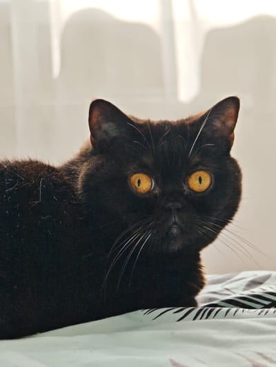A close-up, eye-level shot shows a black cat with striking amber eyes. The cat is lying down on a patterned surface, possibly a bedspread with a light and dark stripe design. The background is softly lit and appears to be a window with sheer curtains, suggesting it could be daytime. The lighting creates a gentle glow, highlighting the cat's fur and the distinctive color of its eyes. The cat's expression is neutral, with its gaze directed forward. The focus is sharp on the cat's face, with the rest of its body and the background slightly blurred. There is no visible text in the image. The context of Brest, Belarus is noted but not visually represented in the image itself.