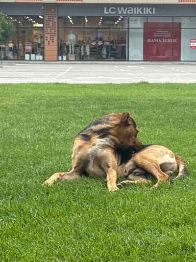A medium-sized, brown and black mixed-breed dog is lying on a patch of green grass, facing away from the camera and grooming its hindquarters. In the background, a modern building with large glass windows displays mannequins and clothing racks. The building has signage that reads "LC WAIKIKI" in large white letters and a large red advertisement with Bulgarian text that translates to "SALE". The scene appears to be in an urban environment, possibly a park or public space near a commercial area in the city of Dobrich, Bulgaria, indicated by the text on the building. The lighting suggests it is daytime, with soft, diffused light.