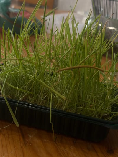 A rectangular black plastic tray filled with a dense patch of tall green grass sits on a light brown wooden surface. One light brown twig rises from within the grass. The grass blades are primarily vertical and leaning slightly to the left. The tray is slightly angled to the right. Background elements include a blurry cage and possibly other domestic items. The location in the city of Perm, Russia cannot be determined from the image.
