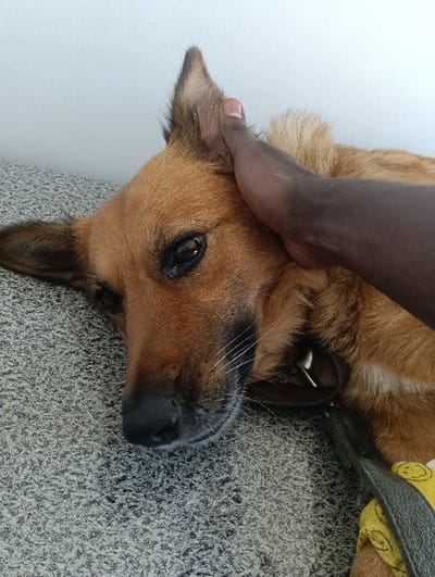 A tan dog lies on a mottled gray surface. The dog’s head is in profile, facing left, with its ear partially covered by a dark-skinned hand. The dog has a black nose, brown fur, and a dark collar with a gray leash attached. A glimpse of a yellow fabric with a smiley face is visible near the leash. The dog's expression is relaxed, with its eye partially closed. A white wall is in the background.