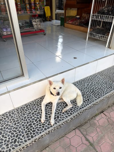 A white dog with tan markings on its ears and eyes is lying on a textured, gray, pebble-covered step in front of what appears to be a shop. The dog is wearing a black collar. The step is outdoors, with white tiled flooring behind it and a red, hexagonal-patterned sidewalk in front. In the background, shelves are visible inside the shop, stocked with various items, including bottles and what appear to be shoes or sandals. The lighting suggests it is daytime, and the overall environment seems to be a commercial area within a city.