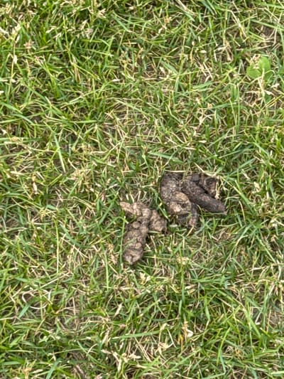 The image shows a close-up, overhead view of a patch of green grass. There are two distinct piles of dog feces on the grass. The grass appears to be recently mowed and is a mix of green and dry blades. The lighting suggests it is daytime, possibly overcast. There are no people or other animals visible in the frame. The location is an outdoor grassy area, potentially a park or yard, but no specific landmarks or features are identifiable to confirm a location within Shcherbinka, Russia.