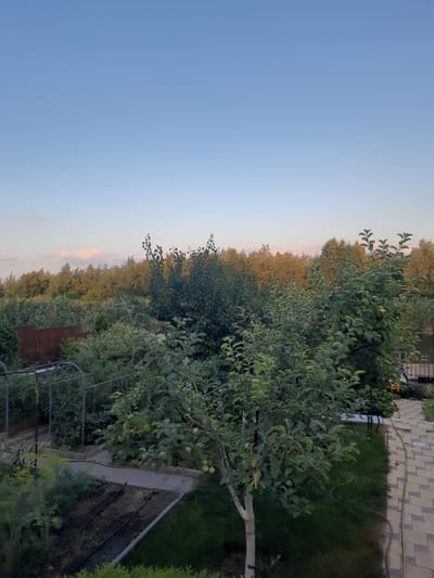 This is a vertically oriented, wide-angle photograph of an outdoor scene at dusk, likely in a residential garden or rural setting. The sky dominates the left side of the frame, transitioning from a clear, pale blue near the top to a softer, pinkish hue closer to the horizon, suggesting the sun is setting.
The right side of the image is filled with lush greenery, featuring a variety of trees and bushes. An apple tree, laden with small green apples, is prominent in the foreground, its branches extending into the frame. Behind it, a dense line of trees forms a natural border, some appearing to be deciduous with hints of yellowing foliage. Further back, a darker, more varied line of trees and shrubs creates depth.
In the upper right quadrant, a paved patio area with interlocking gray pavers is visible, along with a strip of well-maintained green grass. A yellow garden hose and a small, yellow garden tool are also present on the patio. A dark metal fence structure, possibly part of a garden arch or trellis, runs along the bottom right of the image, partially obscured by vegetation. A raised garden bed with dark soil and visible irrigation lines is also present.
The overall mood is peaceful and tranquil, indicative of a late summer or early autumn evening. The low light and soft colors of the sky contribute to this serene atmosphere. No people are visible in the image, and there is no discernible text. The presence of the garden elements suggests a private residential property.