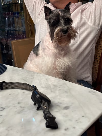 A small, white and gray terrier dog rests on a person's lap, who is wearing a white shirt with a faint grid pattern. The dog is looking directly at the camera. A black collar is lying on a white marble table next to the person. In the background, slightly out of focus, there is a display case with glass shelves holding various objects, possibly bottles and other decorative items. The environment appears to be indoors, possibly a cafe or restaurant in San Isidro, Peru.
