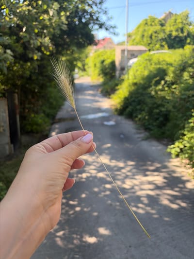 A person's hand holds a single stalk of wheat against a backdrop of a narrow, paved path bordered by lush green foliage. The path recedes into the distance, where a few buildings with red roofs are visible amidst trees. The scene is bathed in sunlight, casting dappled shadows on the path. The location appears to be a residential area in Sochi, Russia.