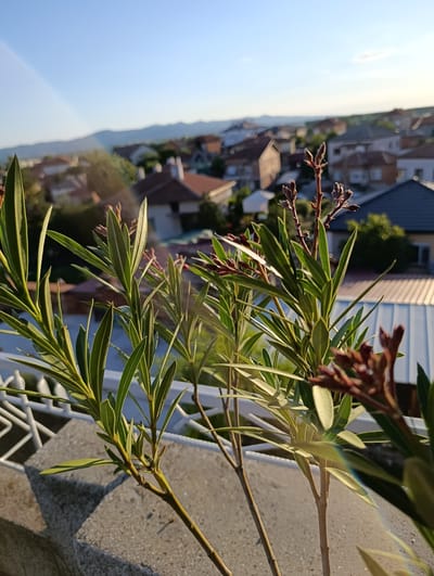 The image is a close-up, eye-level, outdoor photograph taken in Svilengrad, Bulgaria, likely from a balcony or elevated vantage point. The foreground is dominated by the branches and leaves of a plant, possibly oleander, with a light railing in the lower left and center. The plant has slender, pointed green leaves and some reddish-brown buds or spent flowers. The background features a residential area with numerous houses, characterized by red-tiled roofs, and a hazy line of distant hills or mountains under a clear blue sky. The sun is setting or rising, casting a warm light and creating a lens flare in the upper left quadrant. The focus is on the plant in the foreground, with the urban landscape and natural horizon softly blurred. There are no people or animals visible in the image. The overall impression is one of a peaceful, residential neighborhood bathed in the warm glow of natural light.
