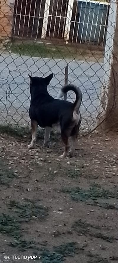 A medium-sized, black and tan dog stands facing away from the camera, looking through a chain-link fence. The dog has erect ears and a tail curled over its back with white tips. The dog is on a dirt ground with patches of dry grass. Behind the dog and fence, there is a building with barred windows and a concrete wall. The image is a photograph with a watermark in the lower-left corner that reads "TECNO POP 7". The scene appears to be outdoors, possibly in a yard or alleyway in Altagracia, Venezuela.