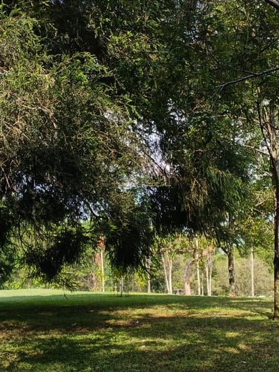 The image displays a serene outdoor landscape, likely a park or a clearing within a wooded area in Leuro, Timor-Leste. The foreground is dominated by the lush, dense canopy of a large tree, with its numerous green leaves and branches extending across the upper and left portions of the frame, casting a natural shade. Sunlight filters through the foliage, creating intricate patterns of dappled light and shadow on the vibrant green grass that covers the ground.
Beyond the immediate grassy area, the background reveals more trees, some with lighter-colored trunks, suggesting a diverse arboreal environment. The light quality indicates it is daytime, possibly morning or late afternoon, with clear weather conditions. The scene is devoid of any human activity or visible subjects other than the natural elements. There is no visible text in the image. The overall impression is one of tranquility and natural beauty.