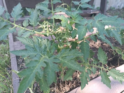 The image depicts a close-up, eye-level view of a young tomato plant growing in a raised garden bed. The plant has multiple green leaves with serrated edges and several small, green, unripe tomatoes clustered on a vine. The background shows the rough texture of dark soil with dried plant debris, and the weathered wood of the raised bed. In the further background, a blurry wooden structure and some greenery are visible. The lighting suggests an outdoor, daytime setting, likely in a garden or allotment. The image does not contain any people or indicate a specific location within Poltava, Ukraine.