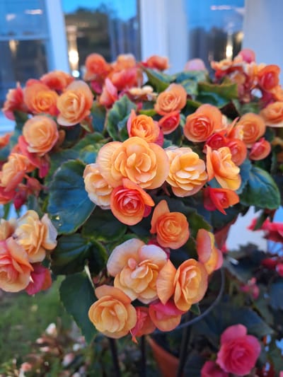 The image shows a close-up of a pot of vibrant orange and pink begonia flowers. The flowers are fully bloomed with many delicate petals arranged in a rose-like pattern. Some of the flowers are a deep orange transitioning to yellow, while others are a brighter orange with hints of pink. The leaves of the plant are a dark, glossy green, providing a striking contrast to the colorful blooms. In the background, there is a blurry view of a window with a pale blue sky visible through it, suggesting the plant is located indoors or near a building. The overall impression is one of lush, natural beauty. This image was captured in Mytishchi, Russia.