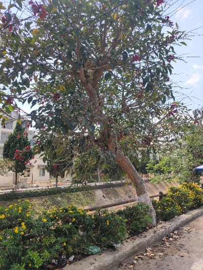The image displays an outdoor urban environment in Thành phố Đà Lạt, Vietnam, under clear daylight conditions. A large, multi-branched tree with a gnarled trunk, painted white at its base, dominates the central and right portions of the frame, extending from the bottom edge to the top. Its canopy contains green foliage interspersed with clusters of bright red flowers or fruits.

In the foreground, a concrete curb runs diagonally, separating a paved ground area, which is partially covered with scattered brown leaves and minor litter including a green plastic bag, from a landscaped bed. This bed features dense green shrubs adorned with numerous small yellow flowers.

Behind the landscaped bed and the curb, a concrete-lined channel or drainage ditch is visible, featuring textured walls and a dark horizontal pipe running along its length. Across this channel, further green vegetation, including additional trees and shrubs, can be observed. Beyond the vegetation, multi-story buildings with light-colored, possibly white, exteriors and visible windows are present in the midground. One building exhibits a white awning above a window. The background consists of a clear, light blue sky with scattered white clouds. No individuals are visible in the scene, and no explicit actions or interactions are depicted.