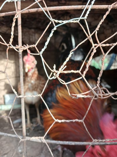 In Altagracia, Venezuela, a close-up shot through a rusty wire cage reveals two chickens. The chicken in the foreground is a rooster with vibrant orange and black feathers. Its bright red comb is visible. Behind it, a hen with brown and white plumage and a red comb is slightly out of focus. The cage is made of rough, twisted wires, some of which are rusted. The background is dimly lit, with hints of a rough, textured surface and some green material. The ground appears to be dirt or sand. The lighting suggests it is daytime.