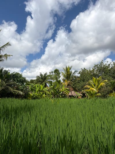 In Tegallalang, Indonesia, a vibrant rice paddy dominates the foreground of this image. The lush green stalks of rice reach upwards, creating a dense texture that occupies the lower half of the frame. Beyond the rice fields, a dense cluster of tropical foliage, including palm trees and banana plants, forms a verdant backdrop. Amongst the greenery, glimpses of traditional thatched-roof structures can be seen, suggesting human habitation or small businesses within the landscape. The upper portion of the image is filled with a dynamic sky, characterized by a deep blue expanse punctuated by voluminous white clouds that cast shadows and highlights across the scene. The overall impression is one of a serene and bountiful natural environment in a tropical setting.