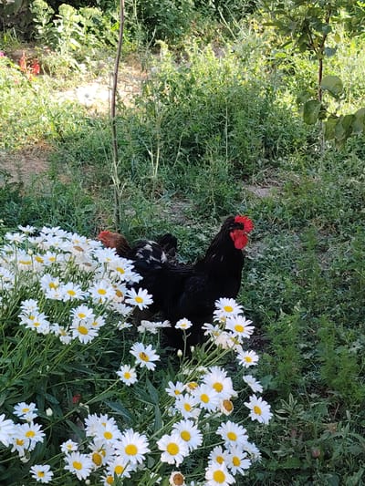 A black rooster with a red comb stands in a garden amongst a patch of white daisies. Behind the rooster, a brown and white hen is partially visible, also within the daisy patch. The garden is overgrown with green foliage, and the ground appears to be a mix of dirt and dry leaves. The lighting suggests it is daytime, with sunlight filtering through the leaves. This scene is located in the city of Tashkent, Uzbekistan, specifically in a backyard garden or a small farm area. The environment is natural and rustic, indicative of a rural or semi-rural setting within the urban landscape of Tashkent.