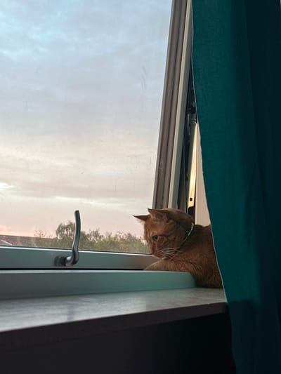 An orange cat wearing a light green collar is perched on a windowsill, looking out a window. The window is open and a dark teal curtain is partially drawn to the right. Outside the window, a cloudy sky with hues of pink and blue is visible, along with the tops of trees and rooftops. The cat's paws are resting on the windowsill. The scene is indoors, with a dark surface in the foreground that appears to be a ledge or table. The image does not provide any specific information to determine the location in the city of Roskilde, Denmark.