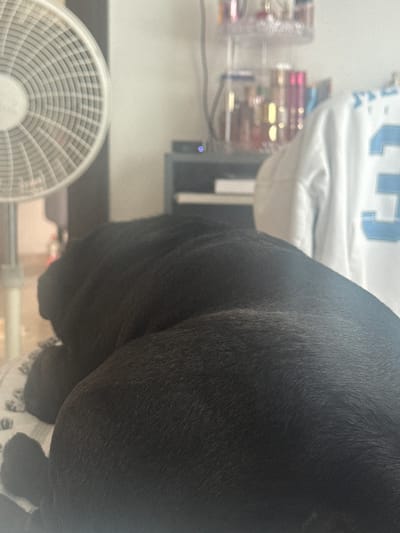 The image shows a close-up view of a black dog, with a small white fan visible in the lower left corner. In the background, there is a blurry glimpse of a white garment with a light blue number on it. There's also a partially visible clear container with various items inside and a gray object with a small blue light. The location is unknown, and there's no indication of it being in San Bernardino Tlaxcalancingo, Mexico.